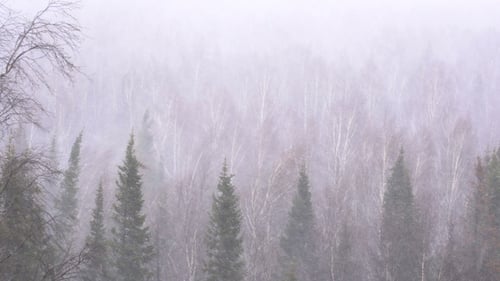 Snow Storm in the Forest Forest