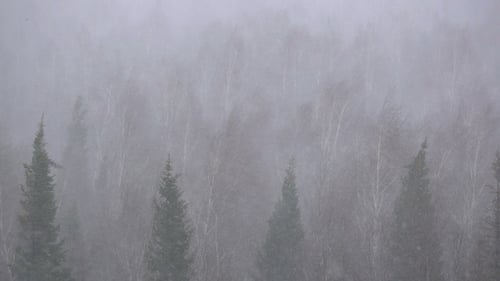 Snow Storm in the Forest Forest