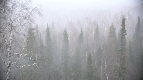 Snow Storm in the Forest Forest