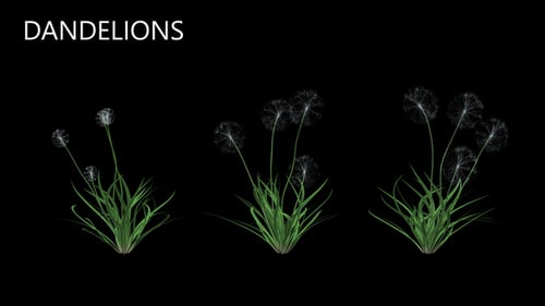 Dandelions