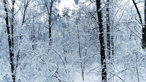 Snowy Branches in Forest. Winter Fairy Background
