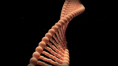 The DNA Molecule Able To Loop