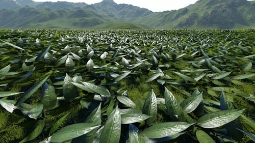 Field OF Plants
