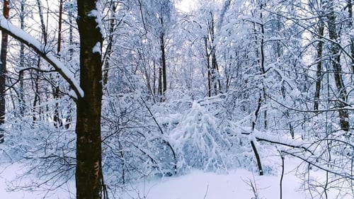 Snowy Branches in Forest. Winter Fairy Background