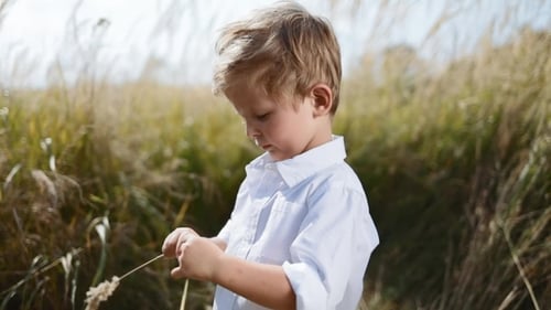 Cute, Serious, Little Boy Standing in the Middle of Wheat Field, Under the Bright Sunlight, Twiddles