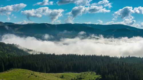 Rolling Hills and Forest Enshrouded in Fog