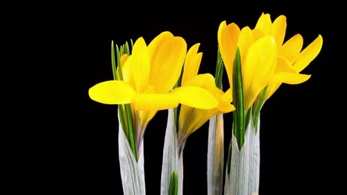 Bright Yellow Flowers Blooming on Black Background