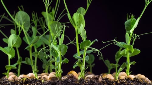 Time Lapse of Fresh Green Peas Growing