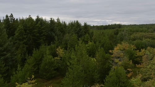 Aerial View of Lush Green Forest Canopy
