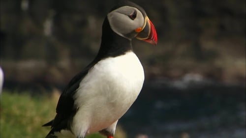 Atlantic Puffin Taking Off