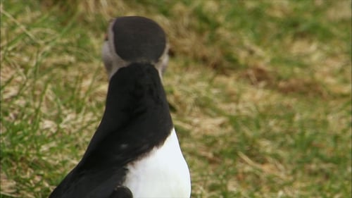Atlantic Puffin