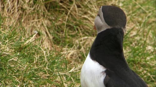Atlantic Puffin Looking