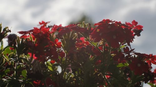 Shrub with Small Red Flowers Swaying in Wind in a Garden, Shot Against of Sun