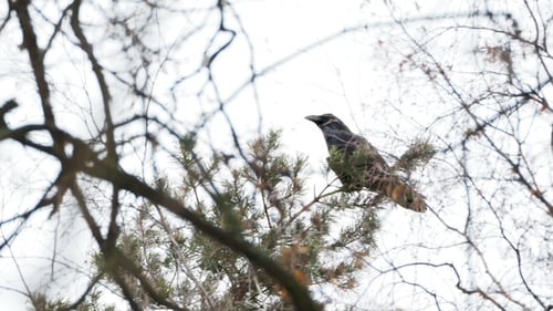 Natürlicher Winterhintergrund - Rabe Corvus Corax sitzt und krächzt auf gefrorener Kiefer