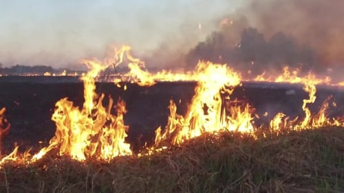 Wildfire in Forest in Cloudy Summer Day. Footage. Strong Wildfire. Forest Fires