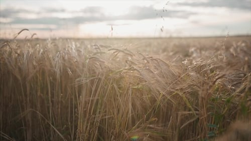 Wheat Field in Sunset. Video. Ears of Wheat . Harvest and Harvesting Concept. Field of Golden Wheat
