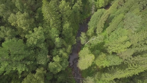 Woodlands with River in the Summer During a Flight. River Through the Green Spruce