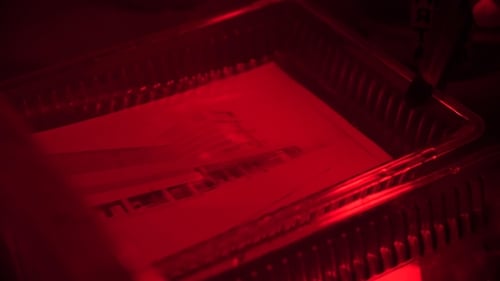 Photographic Paper Developing in Darkroom Red Light