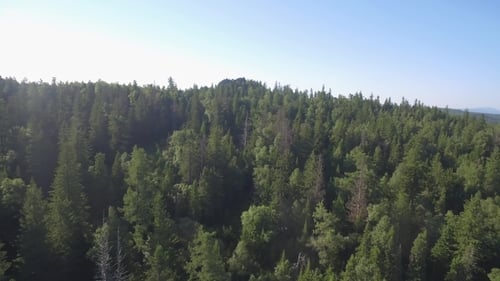Forest in a Mountains Landscape Summer Travel Wild Nature Scenic Summer Birch, Fir and