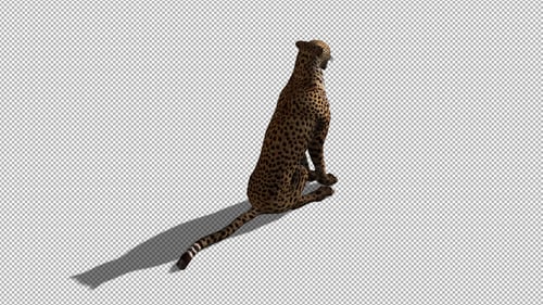 4K Gepard sitzend