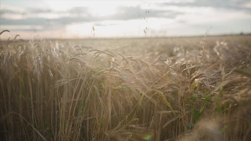 Wheat Field in Sunset. Video. Ears of Wheat . Harvest and Harvesting Concept. Field of Golden Wheat