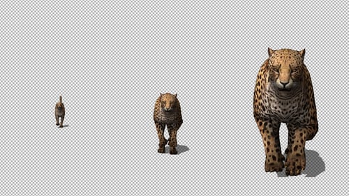 4K Cheetah läuft zur Kamera