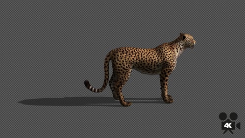 4K Cheetah schaut sich um