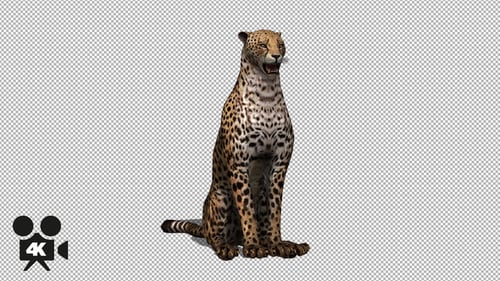 4K Cheetah Sitz