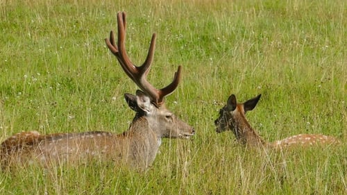 Deer Relaxing in a Grassy Meadow