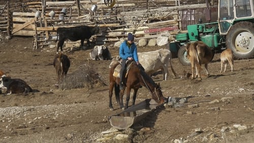 Pferd mit Reiter trinkt aus einer Trinkschale