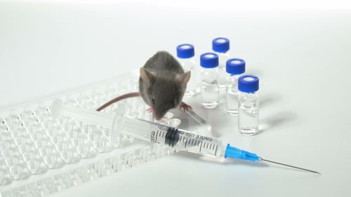 Close Up of Mouse Next to Syringe and Vials
