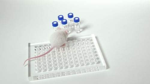 White Mouse on Lab Tray with Vials