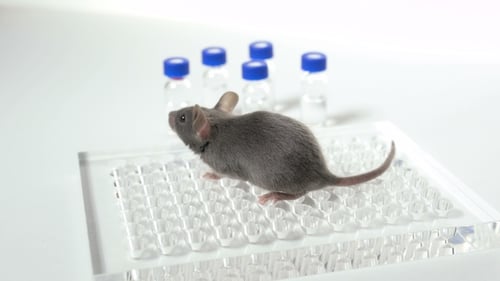 Gray Mouse on Grid with Sample Vials