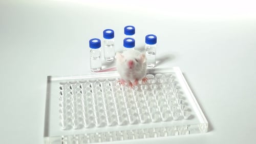 Mouse on Petri Dish with Test Tubes