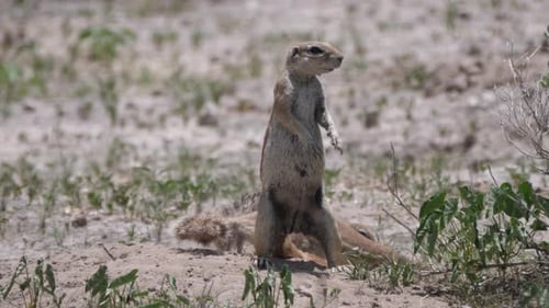 Two African ground squirrel