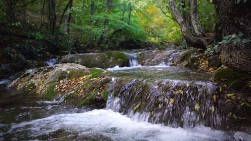 A River Flows Through the Pristine Beauty of a Green European Wood Forest