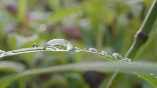 Big Drops of Dew on a Grass. Big Water Drops on a Grass