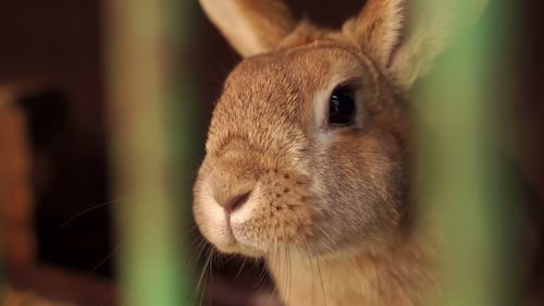 Rabbit in a Cage at Animal Farm