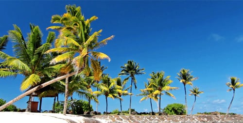 Palm Trees