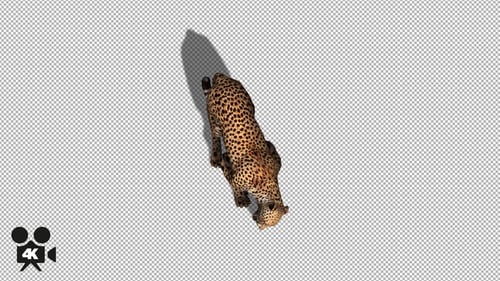 4K Gepard-Essen - Mit Schatten