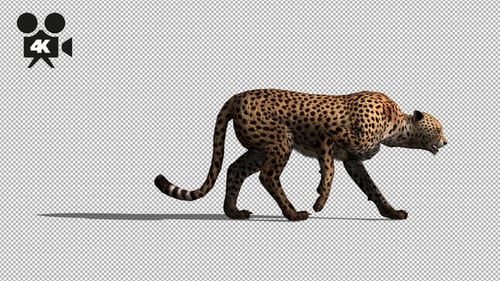 4K Cheetah Walk