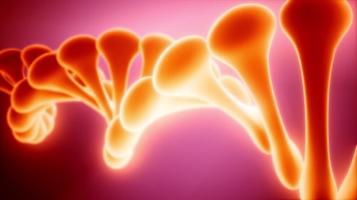 DNA Model Rotate