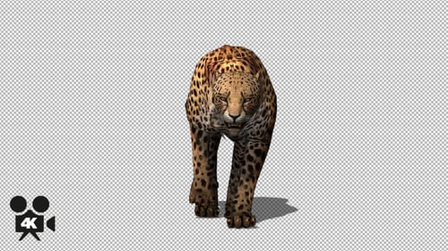 4K Cheetah geht zur Kamera