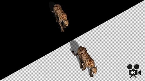 4K Cheetah Walk Top View