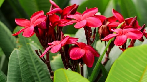 Branch of Red Blossom Plumeria or Frangipani with Green Foliage Wiggle on the Wind Breeze