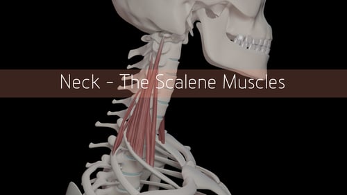 3D Human Neck Anatomy Scalene Muscles Rotation Animation