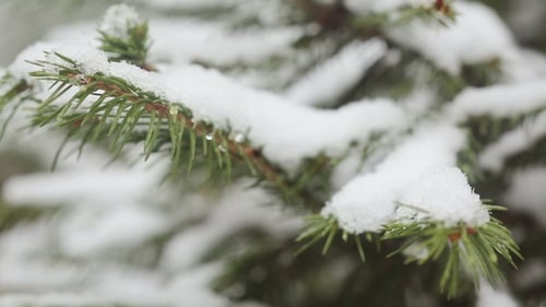 A Snow-covered Fir Tree Branch, Icy Snow Falls in the Forest