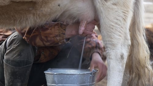 Man Milking a Cow into a Metal Bucket