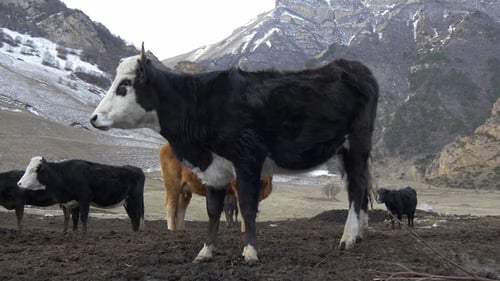 Cows Grazing Peacefully in a Mountainous Rural Landscape