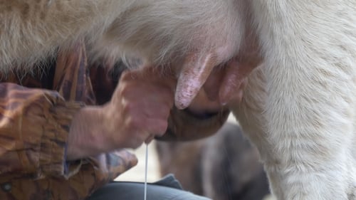 Farmer Milking a Goat on a Farm